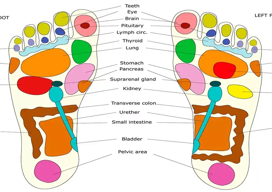 Reflexología: 5 principales órganos que se reflejan en el pie