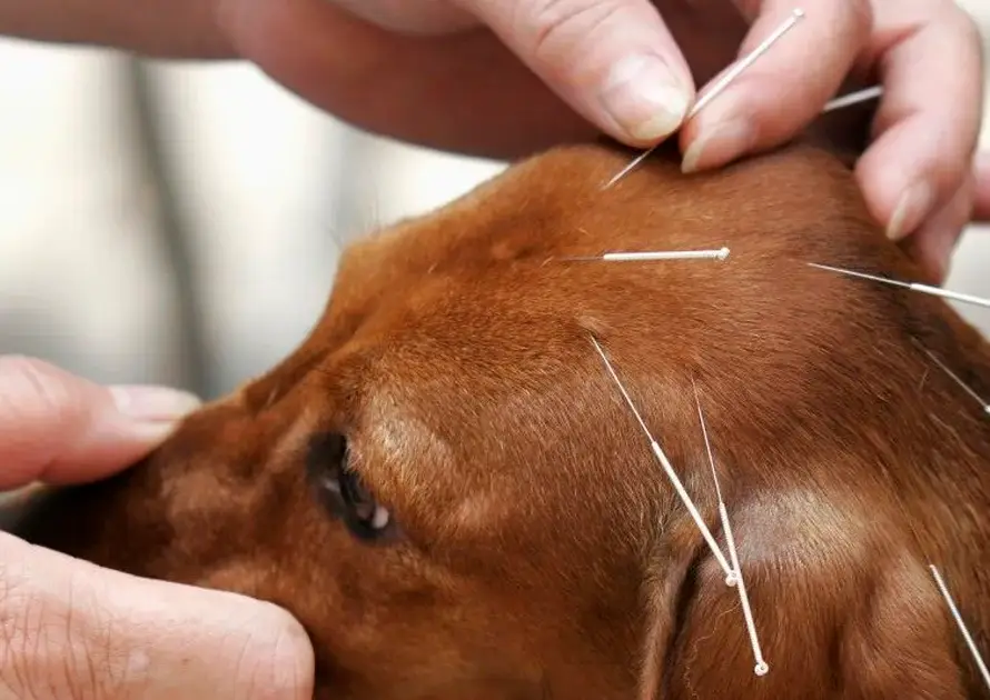 Terapias alternativas para mascotas